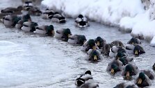 Žiemos &scaron;altį i&scaron;gyvenančios antys džiaugiasi neuž&scaron;ąlančiu vandens telkiniu.