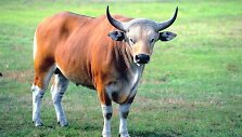 Bulius