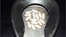 Kokainas