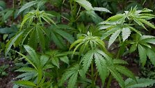Marihuana