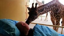 Nuo vėžio mir&scaron;tančiam zoologijos sodo darbuotojui &ndash; paskutinis žirafos bučinys