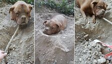 &Scaron;eimininko užkasta mastifų kalė