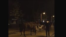 Bla&scaron;kosi arkliai