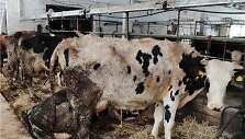 VMVT patikrinimas Anyk&scaron;čių rajone esančiame galvijų ūkyje