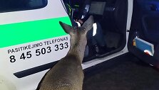 Stirna prie pareigūnų automobilio Kupi&scaron;kio rajone