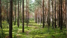 Bijotų mi&scaron;kas Metelių regioniniame parke