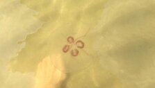 Aurelia aurita medūzos kasmet pastebimos mūsų pakrantėse.
