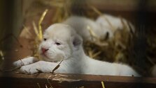 Lenkijos Borysevo zoologijos sode pasaulį i&scaron;vydo trys baltieji liūtukai.