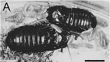 Medgraužiai tarakonai Salganea taiwanensis
