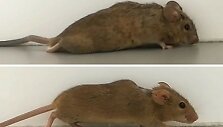 Dėl nugaros smegenų sutrai&scaron;kymo paralyžiuota pelė vaik&scaron;čioti pradėjo vos po vienos pelės
