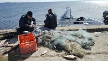 Brakonieriai ramiai, vidury dienos traukė žuvis i&scaron; tinklų prie Ventės rago ir nepaisė nei praeivių, nei inspektorių.