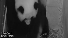 Panda Mei Xiang