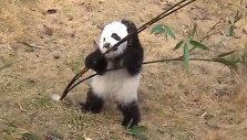 Mažoji panda bando suvalgyti bambuką