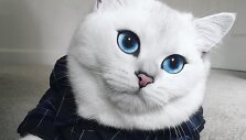 Katinas Coby