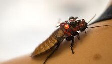 Tarakonas