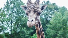 Lietuvos Zoologijos sodo žirafos