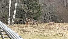 Moteris dar spėjo nufotografuoti atbėgančius vilkus