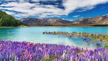Tekapo ežeras Naujojoje Zelandijoje
