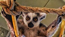 Pirmą kartą Lietuvoje &ndash; virtualus zoologijos sodas!
