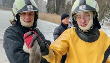 Gulbės gelbėjimo operacija