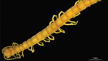 &Scaron;imtakojis Cryptops speleorex