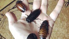 Madagaskaro &scaron;nyp&scaron;čiantieji tarakonai
