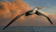Taip galėjo atrodyti didžiausias planetos pauk&scaron;tis Pelagornis-sandersi