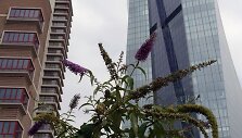 Naujas ECB pastatas dygsta buvusioje Frankfurto turgavietėje