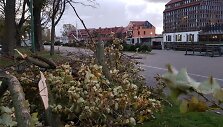 Stiprus vėjas Klaipėdoje laužė medžius.