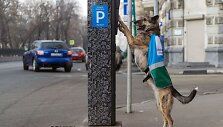 Automobilių parkavimą kontroliuoja ir &scaron;unys