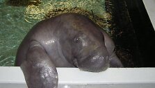 Seniausias pasaulio Lamantinas Snooty'is
