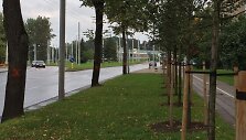 Sužymėti medžiai Antakalnyje