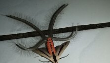 Drugys Creatonotos Gangis