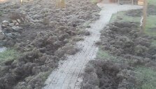 &Scaron;ernų i&scaron;knista veja