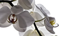Orchidėja skatina kūrybi&scaron;kumą ir rūpinasi mūsų grožiu
