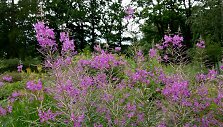 Siauralapis gaurometis (Epilobium angustifolium)