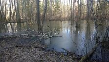Per avariją kiaulių fermoje srutos užliejo aplinką
