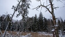 Liepijų pėsčiųjų trasa
