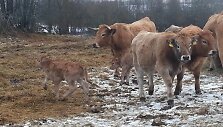 Ilzenbergo ūkis didžiuojasi didėjančia aubrakų banda