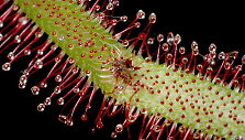 Kapo saula&scaron;arė (Drosera capensis)