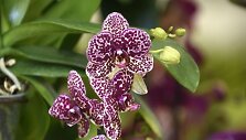 Orchidėjų paroda Gvatemaloje