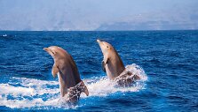 Delfinai
