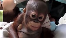 Orangutangas