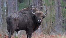 Valstybinės saugomų teritorijų tarnybos nuotr. Stumbras