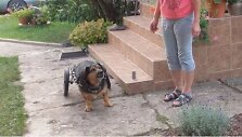 Augintinio &scaron;eimininkai nebegalėjo stebėti, kaip jų mylimas &scaron;unelis nepajėgia vaik&scaron;čioti, tad užsakė &scaron;iam specialius ratukus, kurie &scaron;uneliui vardu Mažylis buvo gaminami Anglijoje