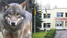 Į Krakių Mikalojaus Katkaus gimnaziją einančius vaikus i&scaron;gąsdino vilkai. 