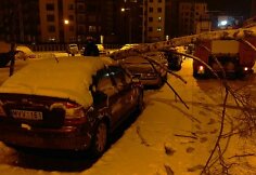 Ant automobilio užvirtęs medis