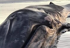 Islandijos paplūdimyje lietuvis užfiksavo bangų i&scaron;mestą nugai&scaron;usį banginį