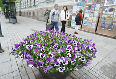 Gėlių gausa Vilnius pasigirti negali