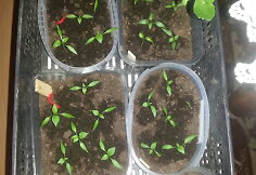 Paprika indeliuose
